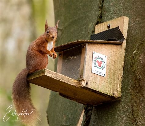 Cregagh Wood Red Squirrel Safari and Hide Visit., Cregagh Wood ...