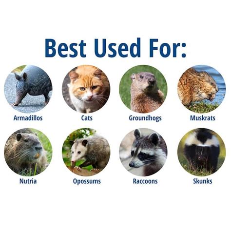 Traps for Chipmunks Home Depot 的图像结果