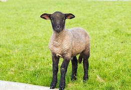Image result for Spring Animals Cavorting