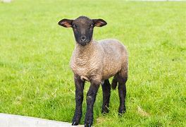 Image result for Baby Lamb Easter