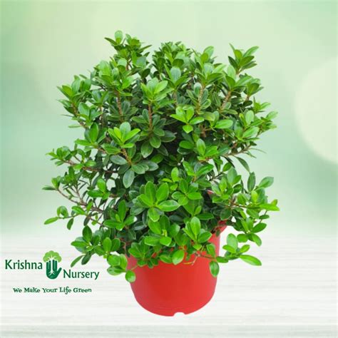 Ficus Longisland Plant