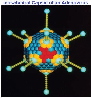 Virus Structure and Function 的图像结果
