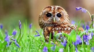 Image result for Spring Background 4K Animals