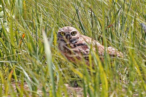 Trump admin kills rule demanding companies pay up for damaging wildlife ...