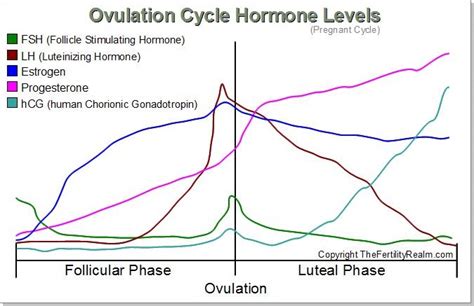 The Female Ovulation Cycle