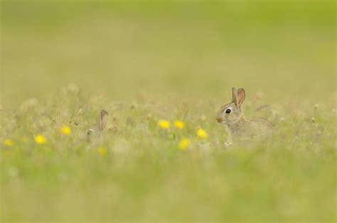 Easter crafting, Hauxley Wildlife Discovery Centre, Low Hauxley, 12 ...