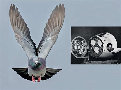 Seagulls & Submarines - Non-human troops & spies: Birds and animals ...