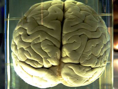 Image result for Humans Intelligence Evolution