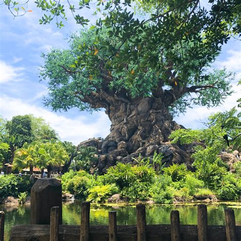 The Best Animal Kingdom Restaurants for Your Next Visit