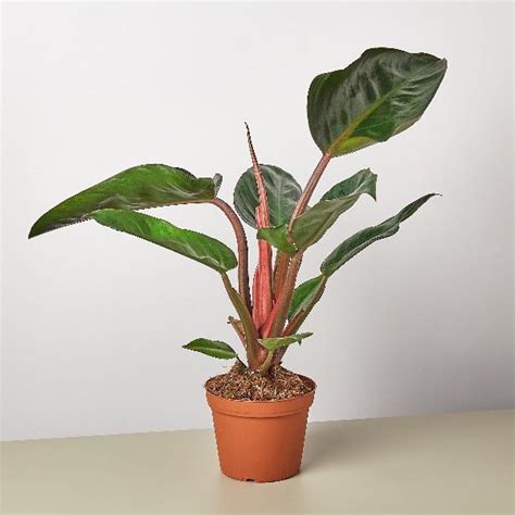 Buy Philodendron Red Congo - Plant online from Nurserylive at lowest price.