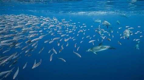 Bing Wallpaper Fish 的图像结果