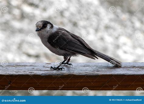 Whisky Jack Bird on a Handrail Stock Image - Image of animal, feathers ...