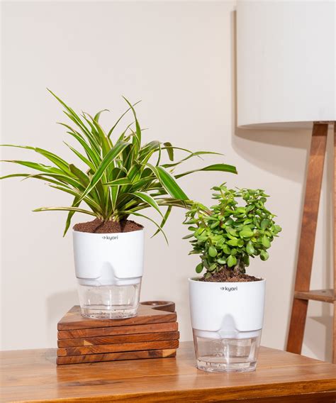 Shop Lucky Indoor Jade Plant (Crassula Ovata)-Jade Tree – Kyari.co