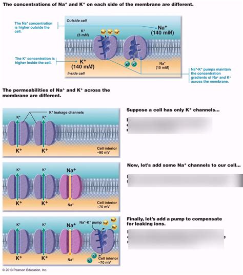 Image result for Resting Membrane Potential Simple Diagram