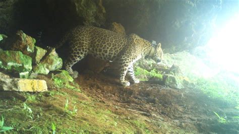 Bhayandar leopard attack: Leopard rescued from Bhayandar society ...