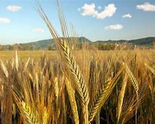 Highland barley 的图像结果