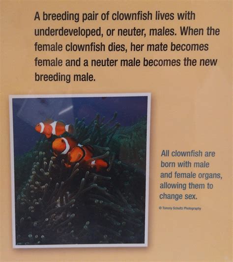 Now we know why Marlin tried so hard to find Nemo : r/funny