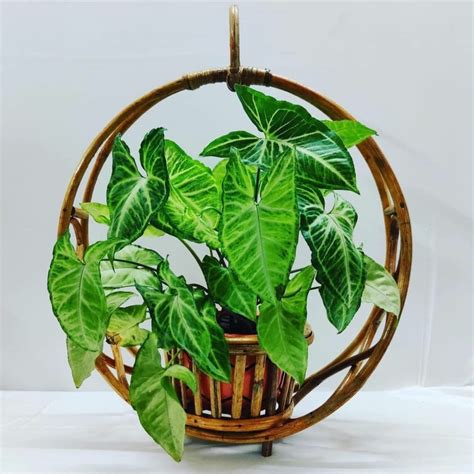 Buildofy Hanging Circular Cane Planter | Wood Cane Bamboo Planter Stand ...