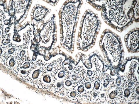 humanin antibody (25886-1-AP) | Proteintech