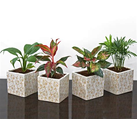 Rolling Nature Combo of Live Indoor Plants Peace Lily, Red Lipstick ...
