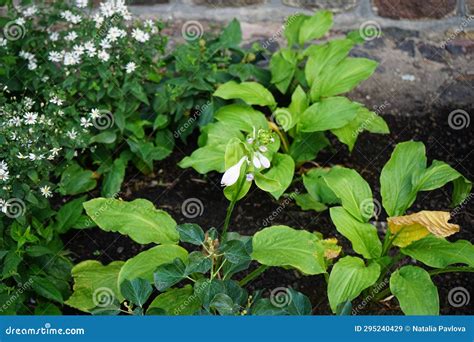 Hosta Blooms with Light Purple Flowers in August. Berlin, Germany Stock ...