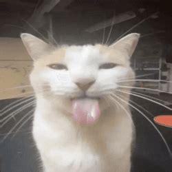 Image result for Cat Coding at Computer