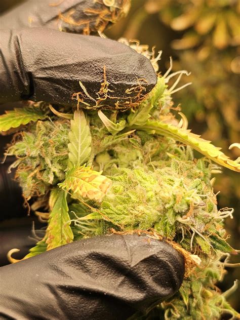 Just started harvesting, looks like a very tiny amount of Botrytis ...