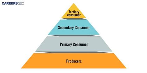 Image result for Ecological Pyramids Explained