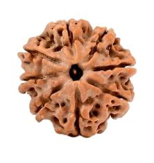MAA Shakti GEMS Pure 8 Mukhi Rudraksha Nepali Beads Attractive Colour ...