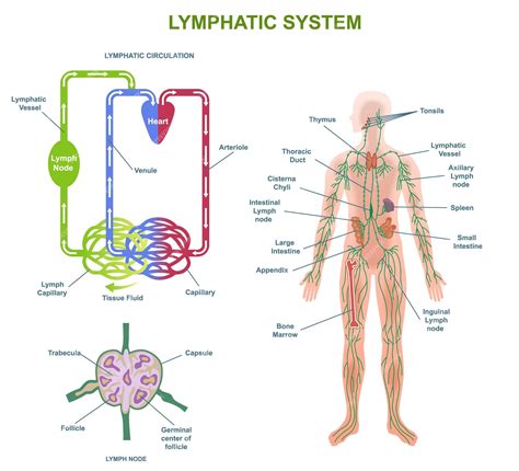 Image result for Lymphatic System Flow