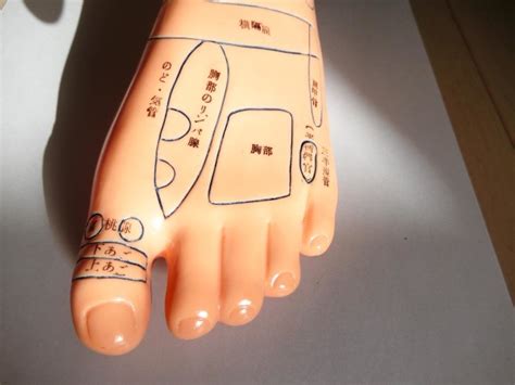 官足法 足型 （両足各部に反射区名記載）