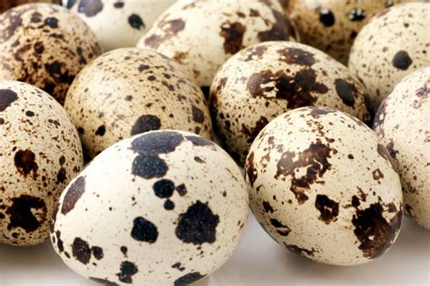 Quail Eggs: Health Benefits, Recipes & More - Heritage Acres Market LLC