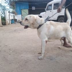 R.S.Tamilan Vevasayam Poultry 2 in Erode Main Road, Tiruchengode - Best ...