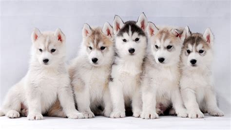 DKK Puppy Cup 2025, DKK Vilhelmsborg, Arhus, 24 August 2025 | AllEvents