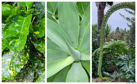 Three low maintenance garden plants... - Gallery - 1 | Trends