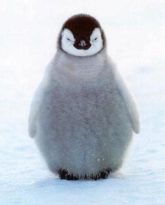 我宣布，这是全世界最可爱的小企鹅🐧_哔哩哔哩_bilibili