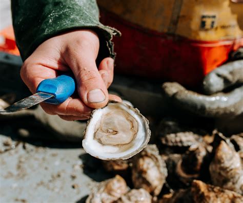 OYSTERS | FREE SHIPPING | NEXT DAY DELIVERY - Island Creek Oysters ...