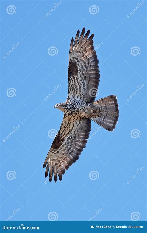 European Honey Buzzard (Pernis Apivorus) Stock Image - Image of ...