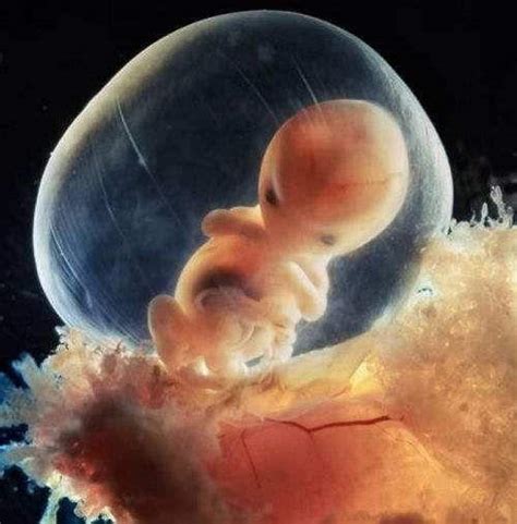 怀孕4个月胎儿大小【相关词_ 怀孕一个月胎儿大小】 - 随意贴