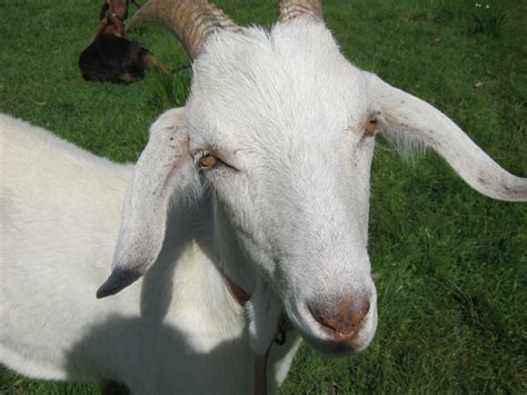 Nubian Goat