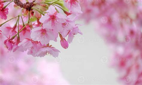 Soft pastel color ,Cherry Blossom Sakura full bloom beautiful on pink ...