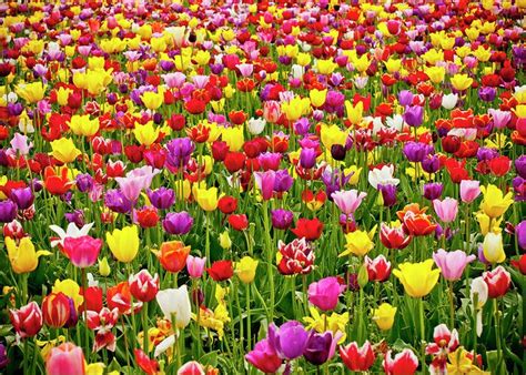 Image result for Spring Flower Nail Tutorials