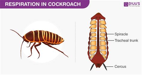 Cockroach Respiratory System 的图像结果