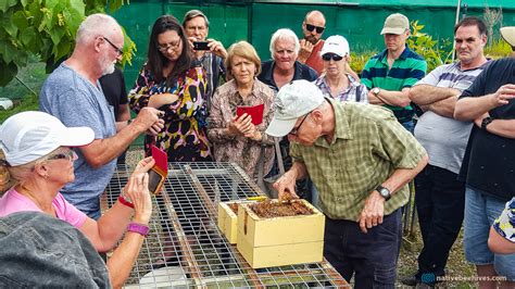 Image result for Tim Heard Native Bees