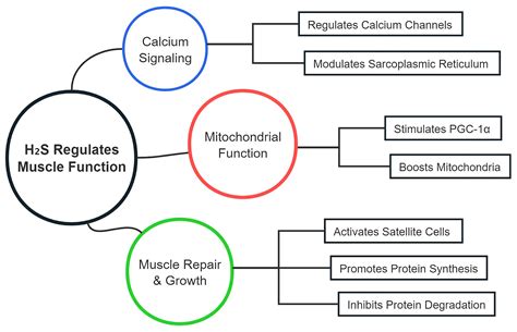 CSE/H2S Signaling Pathways in Enhancing Muscle Function and Insulin ...