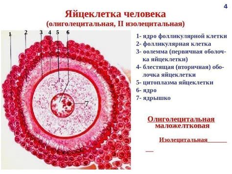 Лекция : Эмбриология человека Авторы: д. м.