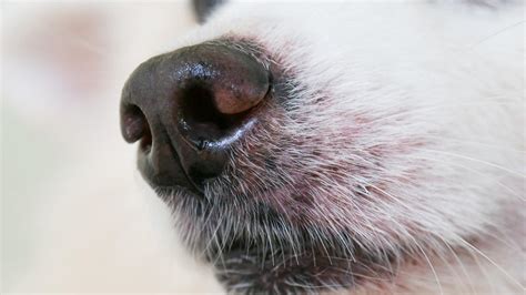 Ingrown Dog Whisker: Causes, Treatment, & Prevention (Vet Answers)
