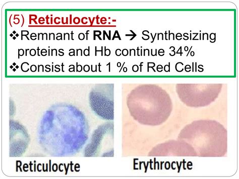 Image result for Explain Red Cell Production