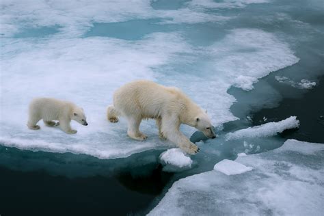 Greenland Polar Bears Live With Less Sea Ice: Climate Change