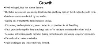 Image result for What iOS a Developmental Variation